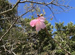 22　沖縄8つの絶景巡りと南国暮らし７日間 　５日目の２　識名園