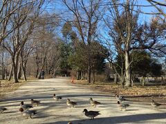 見沼自然公園の鴨は微笑ましかった