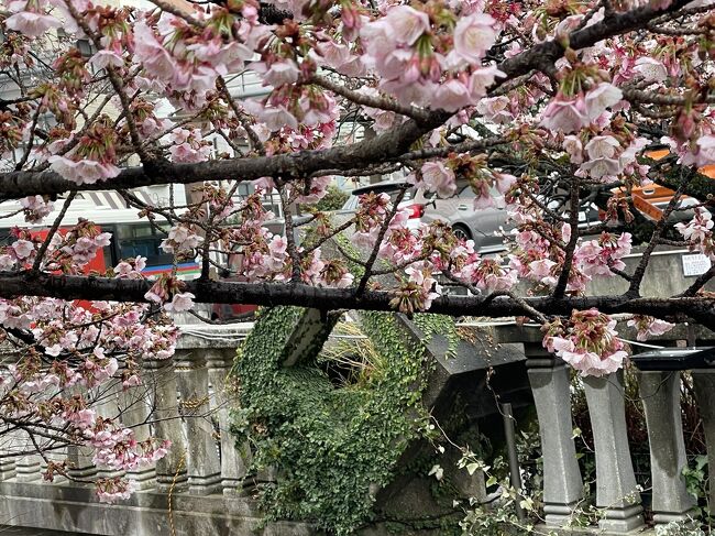 <br />今年最初の花巡りの旅は熱海へ。<br />まだ1月ですが、熱海桜が咲き始めていると聞き出かけることにしました。<br />でも、残念なことに天気は雨。<br />傘をさしながらのお散歩です。