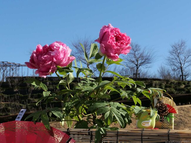 埼玉県東松山市の「東松山ぼたん園」へ、「新春ぼたん展」を見に行きました。<br />ホームページによれば、「春に咲く品種を、特別な温度管理（抑制栽培）技術で、冬に開花させた花」だそうです。<br /><br />「あしかがフラワパーク」のボタンは”箱入り”でしたが、ここでは”わらぼっち”、しかも半分くらいは外に出ているので、明るい陽射しの下で、花を直接見ることが出来ます。<br /><br />会期は、1月13日から1月28日まで　です。