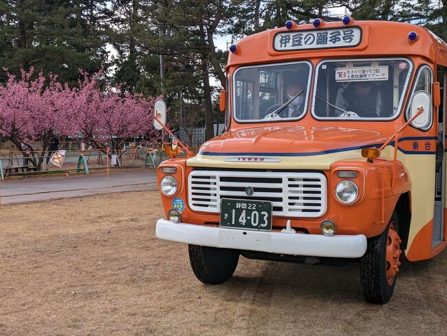 　各地のボンネットバス乗車を趣味しており、東海バスのボンネットバス「伊豆の踊子号」が2年前にレストアされてから、いつか乗りに行きたいと思っていたのですが、なかなか「伊豆の踊子号」が運行されるタイミングに出かけることが出来ませんでした。今回、土肥桜を巡るバスツアーに「伊豆の踊子号」が使用されるのを知り、伊豆の土肥温泉まで出かけました。<br /><br />運行日 令和6年１月27日（土）28日（日）<br />出発時間　①11:00発　②13:00発　（１日２回）<br />所用時間　約75分<br />コース 松原公園 ＝ 港湾道路 ＝ 土肥神社 ＝ 八木沢菜の花（車窓）＝恋人岬（休憩）＝ 富士見駐車場（富士展望）＝ 丸山スポーツ公園（古木見学）＝ 松原公園<br />定員 25名（お申し込みは１組２名まで）<br />料金１人1,000円<br /><br />　ボンネットバス乗車後は土肥温泉で宿泊したのち、帰路は土肥港から駿河湾を横断するフェリーから海上での富士山の眺めを楽しみつつ、到着地の清水港からは三保の松原をレンタサイクルで観光してきました。<br /><br />1/28<br />09:03-09:45 東京-三島 自由席<br />(09:15-09:57)<br />10:15-11:30 三島駅-土肥温泉 西伊豆特急バス<br />　ランチタイム<br />13:00-14:15 ★ボンネットバス（土肥桜巡り）<br />　土肥温泉 たたみの宿 湯の花亭<br /><br />1/29<br />　★土肥金山（砂金取り体験）<br />11:38-11:40 土肥金山-土肥港 無料シャトルバス<br />12:00-13:15 土肥港-清水港 ★駿河湾フェリー<br />13:25-13:35 清水港-清水駅 無料シャトルバス<br />　河岸の市:レンタサイクル<br />14:15-14:25 江尻-三保 水上バス<br />　★三保松原<br />17:34-17:46 清水-静岡<br />(17:57-18:09)<br />18:25-19:48 静岡-東京 自由席