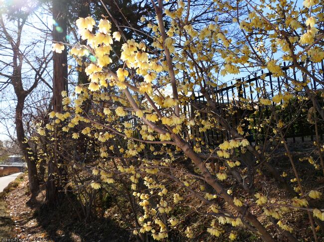 東松山市の「東松山ぼたん園」で「新春ぼたん展」を見た後、会場の西側、ぼたん園の西の端に沿って咲いているロウバイを見てきました。ロウバイは、ほぼ満開で、綺麗に咲いていました。<br /><br />ホームページによると、園内には約80本のロウバイが植栽されているそうです。