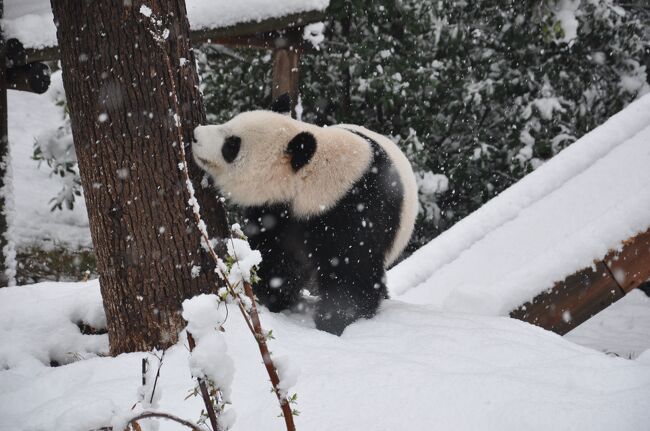 ２年ぶりに大雪になったので雪パンダ&#10052;&#128060;を見に行った。<br /><br />あのモフモフと肥満体の脂肪で、やっぱりパンダは寒くないんだなと再認識。<br /><br />【長沙生態動物園/大熊猫館】<br />2024.1.22(月) 積雪25cmの大雪（気温-2～6℃）<br />2024.1.23(火) 晴（気温-6～2）