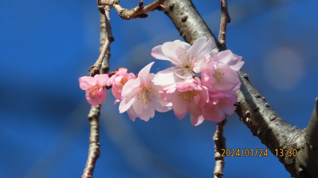 1月24日、午後1時頃にふじみ野市にある亀久保西公園に冬桜を観察に行きました。冬桜の見ごろを迎えていてとても美しかったです。<br /><br /><br /><br />*見ごろの美しい冬桜