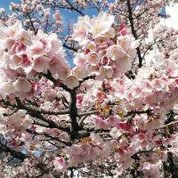 2024年1月23日～熱海桜、梅も見頃間近で一足早い春ですね！～沼津、御殿場、三島、美しい富士山の旅