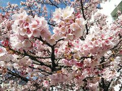 2024年1月23日～熱海桜、梅も見頃間近で一足早い春ですね！～沼津、御殿場、三島、美しい富士山の旅