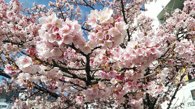2024年1月23日から1泊2日で静岡県熱海市～沼津市～御殿場市～三島市で一足早い春を満喫してきました。<br /><br />訪問数日前の熱海桜の1月19日開花情報では1分咲き～2分咲きだったので、少し早すぎかなぁ？と思ってましたが、訪問日夜に更新された開花情報は見頃になっていて、綺麗な今年最初の花見を楽しめました。また熱海梅園は当日4分咲きになってましたが見頃の梅も多く、花に香に癒されました。<br /><br />沼津と御殿場からは大好きな富士山が綺麗に望め本当に綺麗だとあらためて思いました。<br />天気が良いと静岡は本当に日差しが暖かく早く桜が咲くのもわかりますね、一足早い春を楽しんで下さい。今年もソメイヨシノの開花予報も発表され楽しみな季節に入りますね！2024年桜の旅がスタートしました(^^)<br /><br />ホテルは沼津駅北口にあるダイワロイネットホテルぬまづのハリウッドツイン30㎡に1泊しました、ツインはお風呂、洗面、トイレ独立で快適に過ごせました。