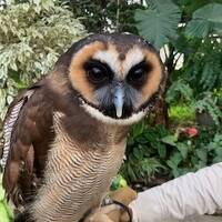 神社にお参り、どうぶつにお参り、ルミナリエ