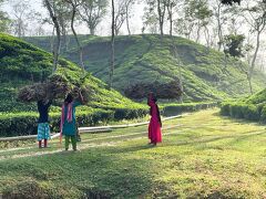 親切なベンガル人に救われたバングラデシュひとり旅【2】緑の絨毯が広がるスリモンゴル茶畑編