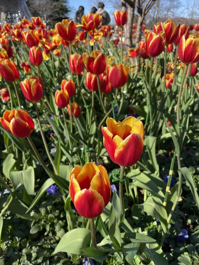 ふなばしアンデルセン公園にアイスチューリップが咲いていると聞いたので、見に行きました。