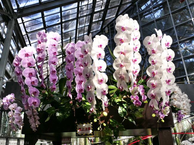 栃木市の「とちぎ花センター」では、今年(2024)２回目の企画展「洋蘭展～和の空間でとちぎの蘭を楽しむ・弐～」が開催されていました。<br /><br />会期は、1月20日から2月4日までです。