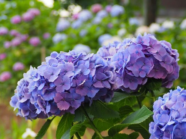 都内で紫陽花を見に行くとなると、だいたい王子や白山神社へ行ってしまうので、どこか新規開拓したいなぁと思い、杉並区の日蓮宗寺院・堀之内妙法寺を訪ねました。<br /><br />紫陽花は少しピークを過ぎていて、花菖蒲は咲き終わった様子だったものの、私が今まで知らなかった妙法寺は厄除けで知られる寺院で、歴史のある立派な佇まいでした。参拝して御首題をいただき、帰り道には、ちょっとした国際交流も…？！<br /><br />とんでもなく季節はずれの記録ですが、野鳥つながり(^_^;)で思い出し、、さくっと記録しておこうと思います。<br /><br />よろしければご覧ください～！