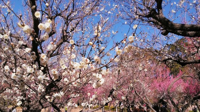 今回の旅行記は千葉市と市川市の京成電鉄沿線を、少しぶらりした所を紹介します。宿泊は京成グループのフラッグシップホテル、京成ホテルミラマーレに2泊しました。<br /><br />1月29日は<br />青葉の森公園の梅園は紅白の梅も見頃で一足早い春を感じました。<br />午後からは千葉の中心部を散策して、千葉神社、天神様＝梅のイメージで千葉天神、千葉市美術館等を散策しました。<br /><br />1月30日は<br />猪鼻城千葉市郷土博物館、千葉県庁展望台へ<br />ホテルチェックアウト後に京成千葉中央駅を出発して<br />検見川駅近くの検見川神社、京成中山駅近くの法華経寺に訪問しました<br /><br />千葉県もよく行きますが、まだまだ新発見に素敵な場所も多く楽しめました<br />3月末の満開の桜の下見も兼ねて散策しました！桜の季節が待ち遠しいですね、最後まで楽しんで下さい。