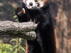 名古屋姫路徳山レッサーパンダ遠征（４）東山動植物園（前）レッサーパンダやコアラは１日訪問では足らない～ショック！コアラのりんちゃん撮り損ね他