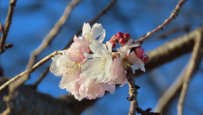 1月30日、午後3時頃にふじみ野市にある亀久保西公園に行き、冬桜を観察しました。　美しい花が見られました。<br /><br /><br /><br /><br />*美しい冬桜