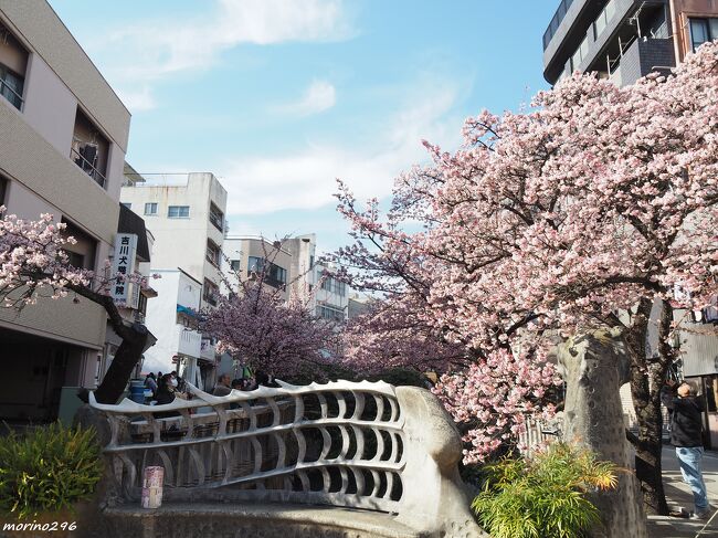 日本で最も早咲きの梅と桜とされる熱海ですが、この日は、熱海市内を流れる糸川の遊歩道に咲く「あたみ桜」を楽しみに出掛けました。<br /><br />今年は、新春1月6日から、第80回熱海梅園梅まつり（3月3日まで）と第14回あたみ桜糸川桜まつり（2月4日まで）が開催されています。<br /><br />表紙の写真は、糸川遊歩道に架かるドラゴン橋とあたみ桜です。<br /><br />