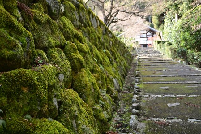 初日の＜伏見稲荷編＞に続いて、２日目は行きたかった静かな京都編だ。京都の魅力の一つである門前菓子を食べ歩いたほか、京都市北区を中心に観光客が少ない観光地や神社仏閣を訪ね歩いた。桜でもなく、青紅葉でもなく、紅葉でもないが、この時季ならではの魅力にあふれている。静かな京都は、いい。