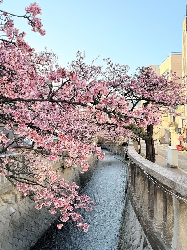 旅行日前日、ゴゴスマを観ていた妻から「熱海の桜が満開だってリポートしてるよー♪」と群馬で仕事をしていた私にLINEが入る。それって連れてけってこと？　まあ明日の仕事は急ぎじゃないから調整は可能か。ならば行ってみるかー♪　渋滞・混雑が大嫌いな私は「明日は5時には家を出るからね」と妻に告げて寝床に入る・・・<br /><br />iPhone15Pro