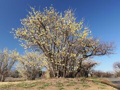 「つつじが岡公園」のロウバイ_2024_ほぼ満開、綺麗に咲き揃ってました（館林市）