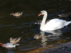 世界一郷水車を見た後は藺牟田池自然公園 で白鳥と鴨にえさやり