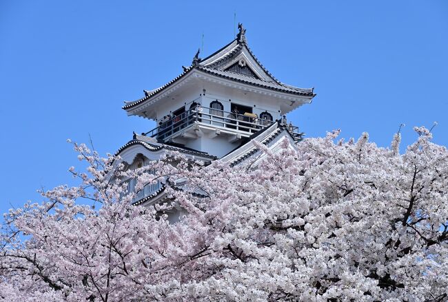 2022年の春の週末、桜が見頃の福井県と滋賀県を、１泊２日の弾丸で巡る旅へ。<br /><br />今回最初に訪れたのが、滋賀県の湖北エリアの中心都市「長浜」で、天下統一を果たした豊臣秀吉が、初めて城持ち大名となった出世の地でもあります。<br />その秀吉が築いた「長浜城」の城跡一帯は「豊公園」として整備され、園内には約550本のソメイヨシノが植えられおり、桜の名所として知られています。<br /><br />天守を模した「長浜城歴史博物館」の展望台は360度の眺望が開けていて、琵琶湖に面する公園を包み込むように咲く桜を一望しつつ、さらに広い公園内を満開の桜を眺めながら散策していくことに♪<br />ここ「長浜」は桜をメインとした限られた滞在時間となりましたが、この日はお天気も良く、青空の下で咲き誇る桜を満喫でき、幸先のよいスタートとなりました。<br /><br /><br />〔2022福井＆滋賀へ弾丸さくら名所巡りの旅（2022年４月）〕<br />●１日目①：長浜城跡／豊公園（日本さくら名所100選）【この旅行記】<br />●１日目②：福井城跡（続日本100名城）／養浩館庭園（名勝庭園）<br />　https://4travel.jp/travelogue/11883807<br />●１日目③：足羽川桜並木（日本さくら名所100選）／足羽神社<br />　https://4travel.jp/travelogue/11886006<br />●２日目①：丸岡城（日本100名城）、霞ヶ城公園（日本さくら名所100選）／永平寺<br />　https://4travel.jp/travelogue/11887653<br />●２日目②：越前大野城（続日本100名城）<br />　https://4travel.jp/travelogue/11891018<br />●２日目③：一乗谷朝倉氏遺跡（日本100名城）<br />　https://4travel.jp/travelogue/11892348<br /><br />〔さくらの名所を巡る旅（北陸・近畿エリア）〕<br />●松川公園（富山県富山市）：https://4travel.jp/travelogue/11511007<br />●高岡古城公園（富山県高岡市）：https://4travel.jp/travelogue/11741823<br />●兼六園（石川県金沢市）：https://4travel.jp/travelogue/11743001<br />●姫路城（兵庫県姫路市）：https://4travel.jp/travelogue/11593194<br />　　　　　　　　　　　　　https://4travel.jp/travelogue/11601496<br />●奈良公園（奈良県奈良市）：https://4travel.jp/travelogue/11615907<br />●郡山城址公園（奈良県大和郡山市）：https://4travel.jp/travelogue/11613989