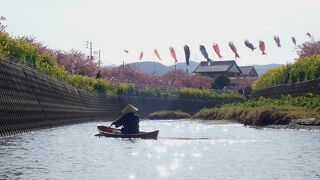 今年も免々田川の河津桜で女船頭