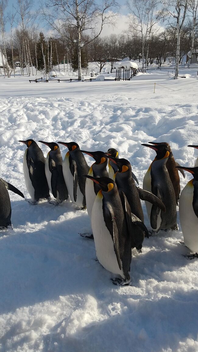 ペンギンの散歩を見たさに、旭山動物園へ行ってきました。
