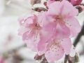 Japan　小平グリーンロード　雪の日の河津桜　～ミツバチばあやの冒険～