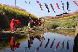 ２週連続ですが女船頭の手伝いで免々田川の河津桜