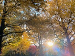 終わりの黄金色を眩しむ　11月の秋めく札幌つづき