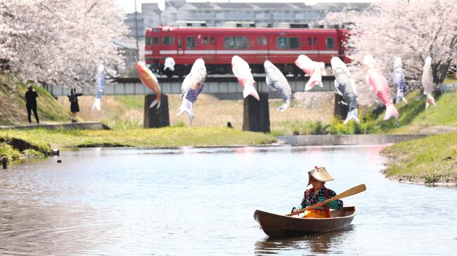 今回は桜を求めてロングドライブ<br />せっかくの朔日なので赤福本店に行きたかったが<br />誰も誘いに乗ってこなくて<br />とりあえず<br />蒲郡の捨石川へ<br />さすらいの船頭が女船頭しているから<br />サポートの予定でしたが<br />誰が通報したのか？パトカーが来て<br />路駐してたので<br />そのままサヨウナラしてしまった<br /><br />その後<br />豊川の音羽川の桜をチェックしたが<br />岐阜県山県市でのイベントをＦＢで知り<br />有料道路使って一気に走って<br />カタクリの花とギフ蝶<br />虫追い祭りも初参加出来ました<br /><br />分割も考えたが<br />画像枚数多めの旅行記でも良いかな？<br />スマホじゃ辛いですが<br />