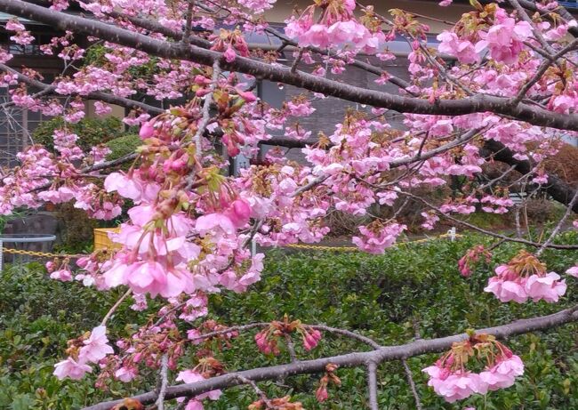 伊豆高原で用事があったので、名高い河津桜を観に行きました。<br />まだ咲き始めというところですが、もう力強くきれいに咲いている樹も。寒い小雨という天気のせいか、日曜なのにさほどの人出ではありません。ゆっくり河津桜を満喫して、撮影にも支障なし(^^;)<br />ただとにかく寒い(&gt;_&lt;)　会場の真ん中あたりにあった足湯は、ホントにありがたかった(笑)