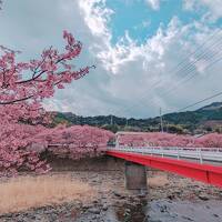 1泊2日東伊豆@河津桜まつり&波打ち際の絶景野天黒根岩風呂とつるや吉祥亭で露天風呂三昧