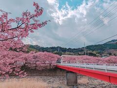 1泊2日東伊豆@河津桜まつり&波打ち際の絶景野天黒根岩風呂とつるや吉祥亭で露天風呂三昧