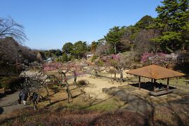 大倉山公園梅林　早咲きの梅(２７種）　２０２４