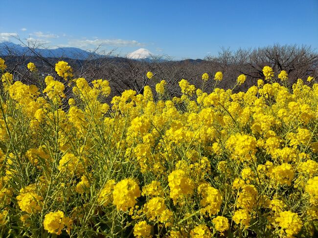 今年も吾妻山の菜の花の記事をネットで見つけました。<br />毎年タイミングを逃していましたが、今年こそは行こう！ということになり行ってきました。<br />行きたかったパン屋さんでランチをテイクアウトして、春麗らかな山頂で菜の花と富士山を目の前にしたランチは最高！<br /><br /><br /><br /><br /><br /><br /><br /><br /><br /><br /><br /><br />