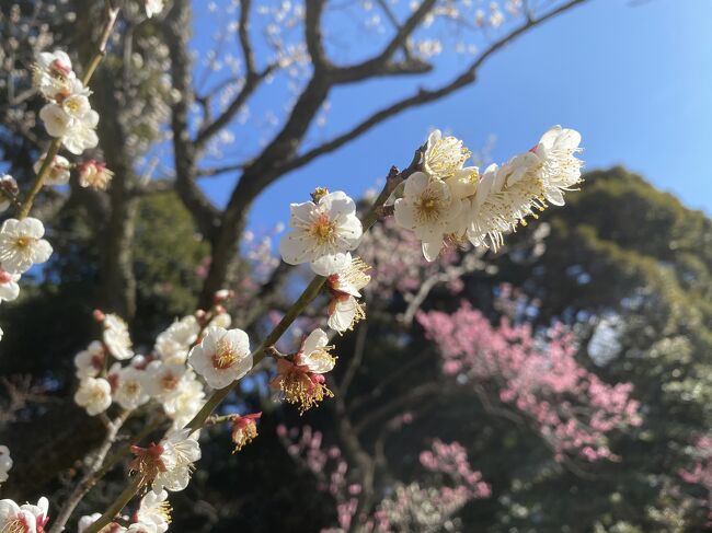立春を翌日に控え、小石川後楽園で梅まつりが始まりました。<br />暖冬もあり、早咲きの梅はすでに見頃だとか。<br />天気も良かったので早速行ってきました。