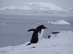 2023年11、12月ワンワールド・エクスプローラーの南極大自然・氷山特集