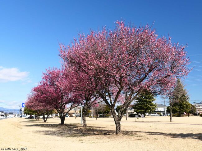 群馬県伊勢崎市の「茂呂中央公園」に紅梅が咲いていました。公園の南側にはサクラとウメ、西側にはウメが植栽されています。サクラ（河津桜？）は数輪咲き始めでしたが、紅梅はほぼ満開でした。