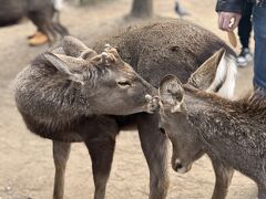 【古都奈良2泊3日①】奈良到着、とりあえず鹿！鹿せんべい！