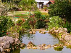 宮古島-5　市熱帯植物園　ブーケンビレア-真冬も咲く　☆植栽1600種以上も