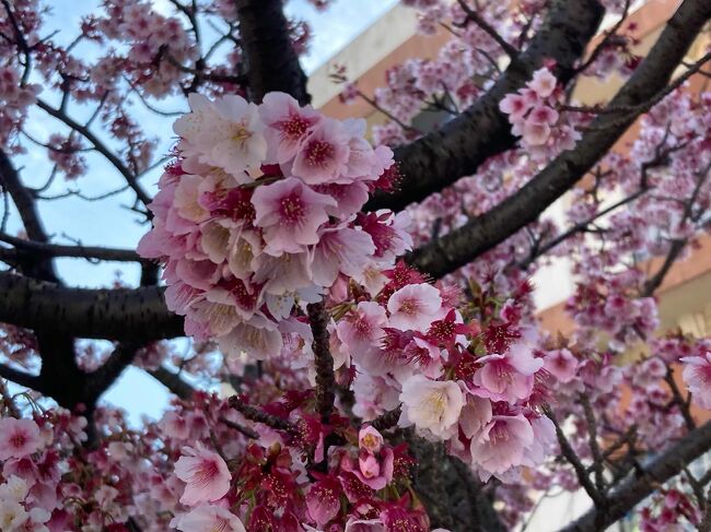 熱海梅園から、熱海駅まで散策した。糸川あたみ桜まつりへ。
