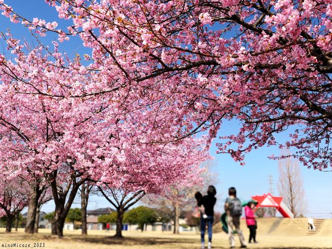 群馬県伊勢崎市の「茂呂中央公園」で、河津桜が咲いていました。有名観光地ではなくて、住宅地の中の静かな公園で、綺麗なサクラを見られました。