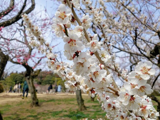 ３月ということで関東有数の梅の名所、水戸へ行ってきました。<br />水戸へは上野駅から「JR特急ときわ」に乗って行きます。<br /><br />今回訪れたところ<br />◯偕楽園<br />◯常磐神社<br />◯水戸城跡<br />◯弘道館<br />◯「麺や赤龍」で昼食