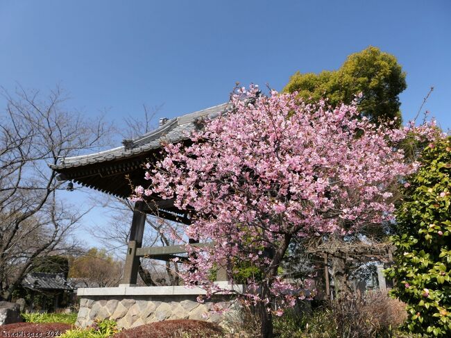 昨年(2023)の3月7日に、太田市の「常楽寺」へ行きました。白梅や水仙だけでなく、鐘楼の前の河津桜(?)も綺麗に咲いていました。<br /><br />ここは「新四国八十八ヵ所札所」であり、「東国花の寺百ヶ寺の札所」でもあります。四季折々の花が楽しめるお寺で、特に秋には、境内一面にヒガンバナが咲くことで知られています。<br /><br />総本山は、「花の寺」として知られている「長谷寺」（奈良県桜井市）です。