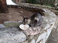 2024年9月　モンテネグロ旅行　（３）ブドヴァ　猫ちゃんを探して
