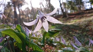 ミツマタの花