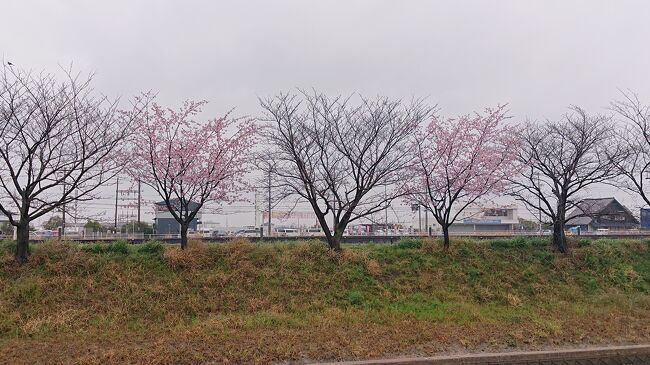 大蔵省がショートステイで居ないので<br />海獣Ｃを誘い<br />東浦町に出来た米と肉の店で昼御飯食べて<br />4月から一人暮らしするからと<br />半田市のヤマダ電器を偵察したついでに<br />河津桜もチェックしてきたが<br />綺麗に咲いていましたね<br />まだ木が若くて目立たないが<br />すぐ近くに<br />大きな枝垂桜が同時期に咲いているので<br />天気が良いポカポカ陽気なら<br />お散歩にお勧めしますね<br /><br />その後<br />乙川通過時に祭りをやってたので<br />ちょっとお邪魔しましたが<br />コロナが収束して良かったですね