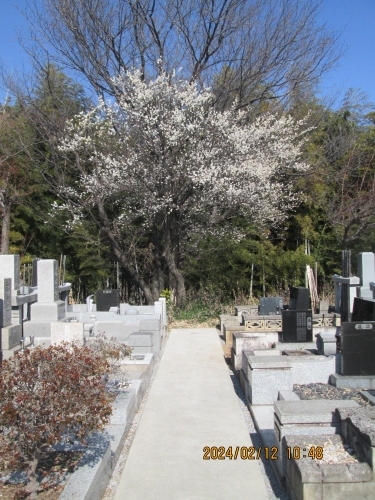 西光院の名称（宗派）は報恩山 無量寺 西光院 （真言宗豊山派）です。創建は不明です（榊住職によれば室町末期・戦国～江戸初期との事）。ご本尊は「阿弥陀如来」です。境内に石仏多数（延宝年間の地蔵、十九夜観音等）があります。篠篭田村の寺として地元民の拠り所です。イベントとして「三匹獅子舞」が行なわれるので有名です。柏・花の寺として有名で四季折々花が切れる事が無く、牡丹、紫陽花、藤が綺麗です。最近墓地を整理し無縁墓地に集合して、新規墓地を開発し、境内を整備、駐車場整備。花園の手入れに力をそそぎ檀家さんから喜ばれています。千葉県柏市篠篭田１２１４ 常磐線柏駅西口より　東武バス松ヶ崎循環・その他にて三間下車、徒歩5分