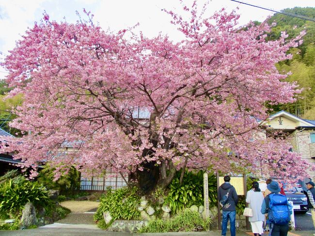 横浜駅から貸切列車に乗車して、ノンストップで河津駅へ。途中渋滞に巻き込まれることなく、河津駅に到着後は、往路の乗車時間まで、4時間以上自由行動。端から端まで歩いて周り、濃いピンクの河津桜の花見を楽しんだ。この日の歩数は22,200歩だった。